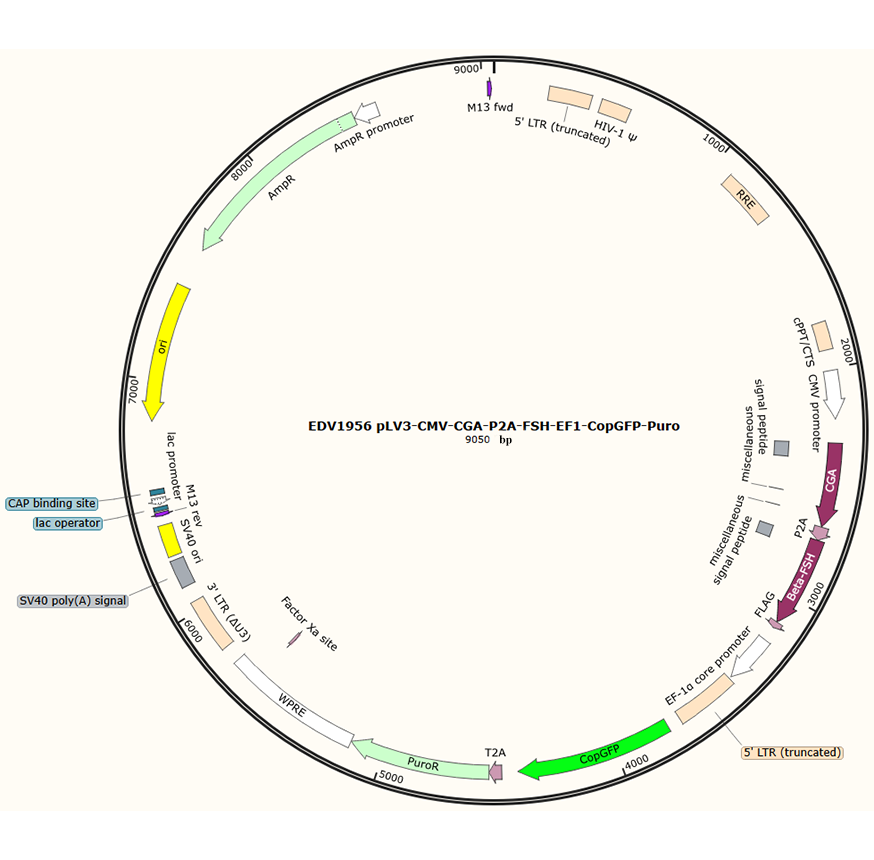 pLV3-CMV-CGA-P2A-FSH-EF1-CopGFP-Puro – 艾迪基因