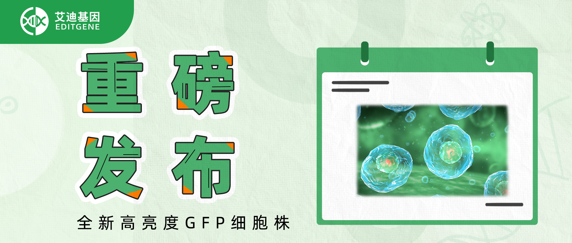 重磅发布：全新高亮度GFP细胞株！