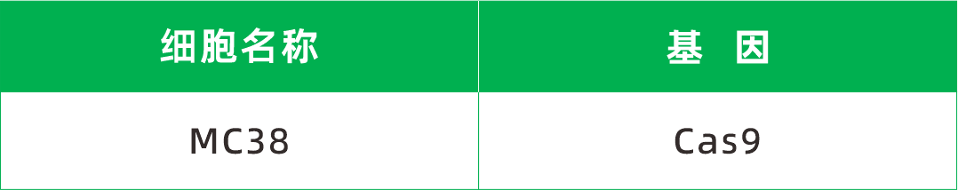 MC38细胞Puromycin筛选2周，获得MC38-PB-Cas9转座细胞
