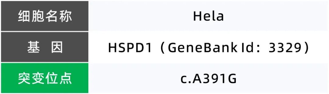MC38细胞Puromycin筛选2周,获得MC38-PB-Cas9转座细胞,