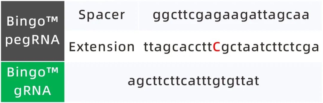 Bingo™ PE系统质粒设计