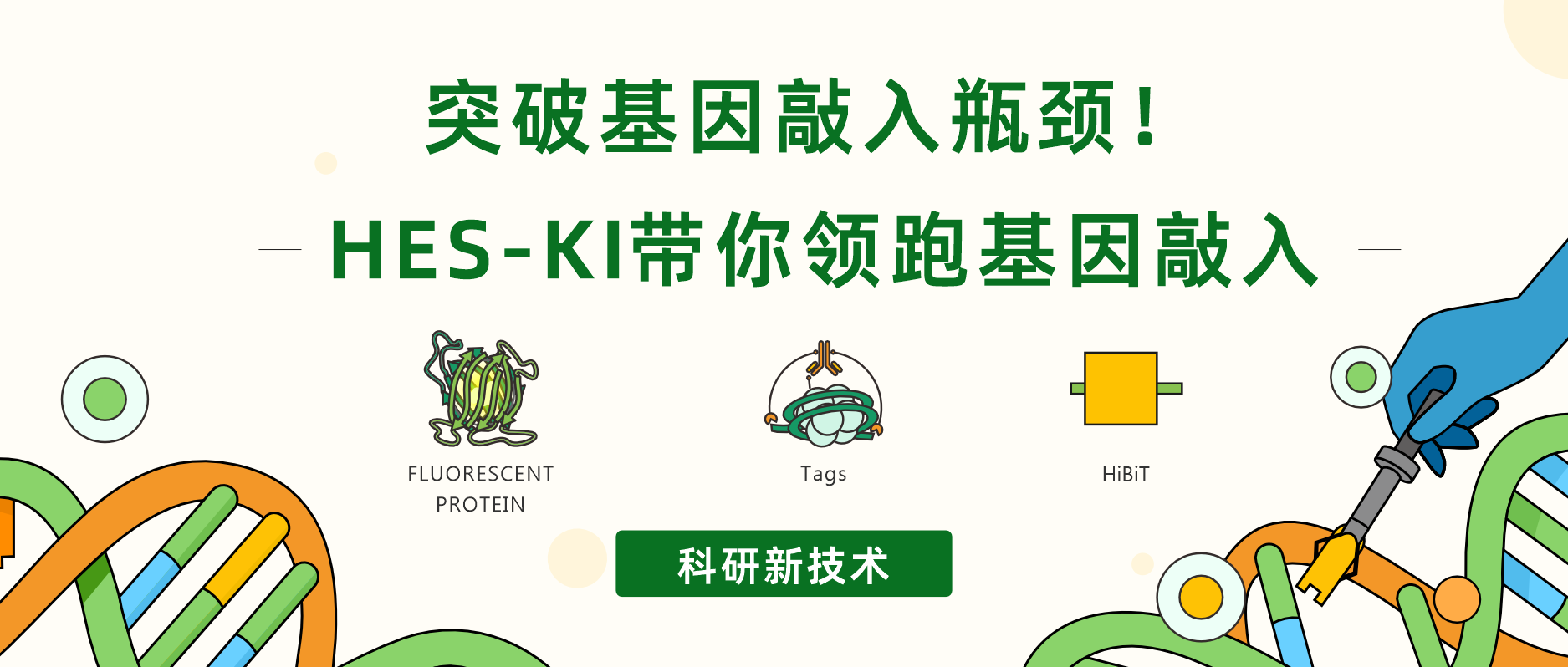 突破基因敲入瓶颈！HES-KI带你领跑基因敲入