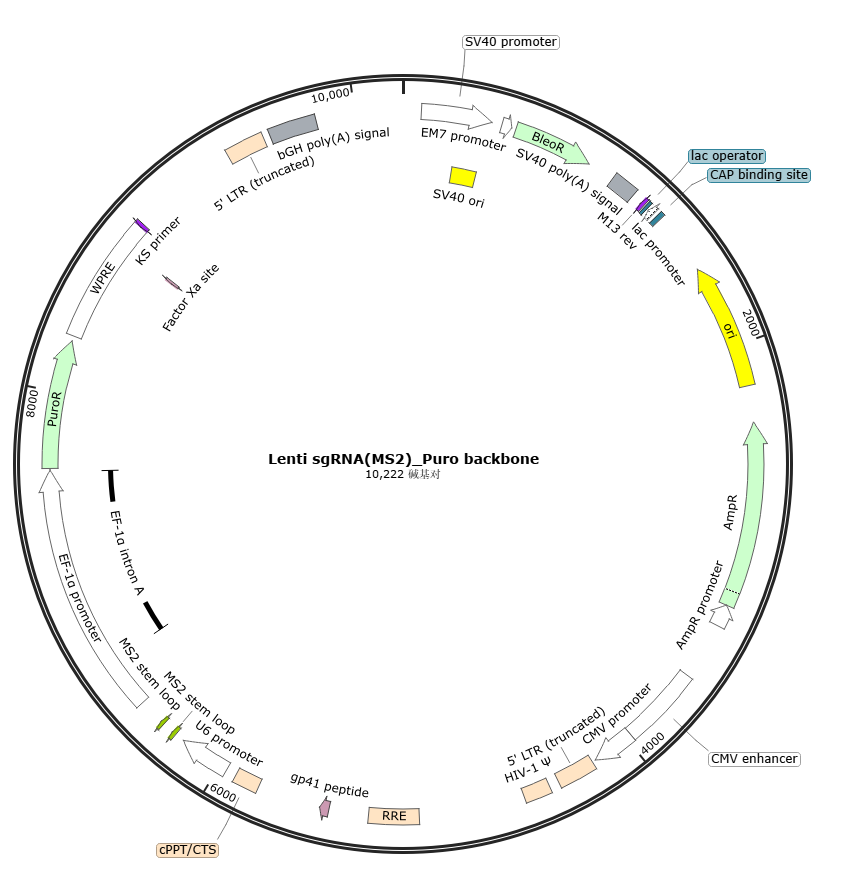 EDV3689-Lenti sgRNA(MS2)-Puro骨架载体图谱