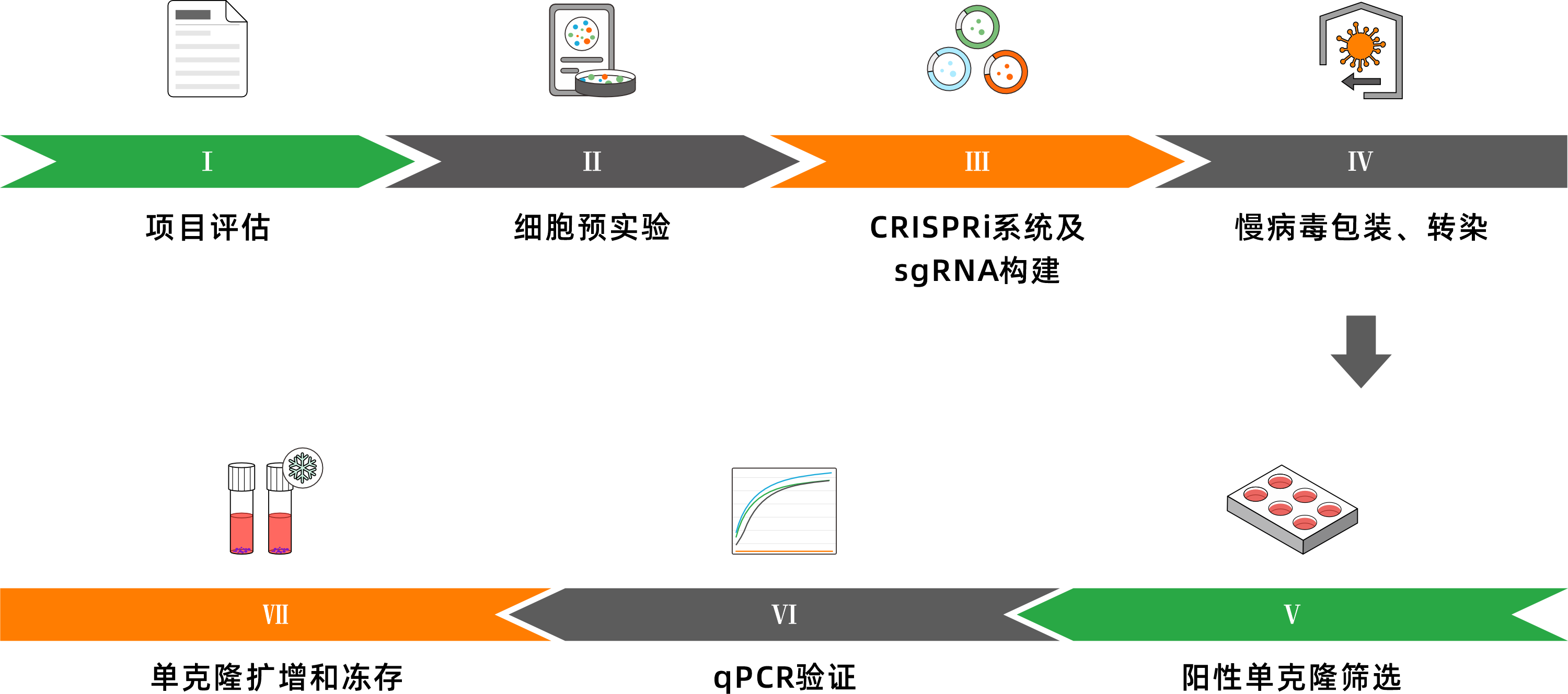 CRISPRi细胞株服务流程