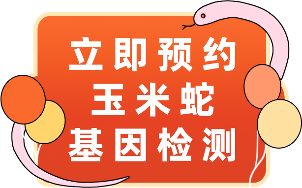 玉米蛇基因检测，让繁育更科学，成果可控