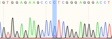使用先导编辑在K562细胞中构建单碱基位点突变细胞系测序峰图