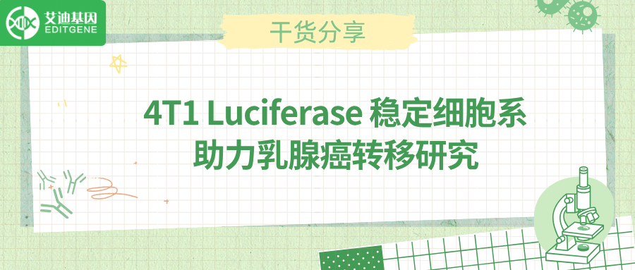 4T1 Luciferase 稳定细胞系：助力乳腺癌转移研究.png