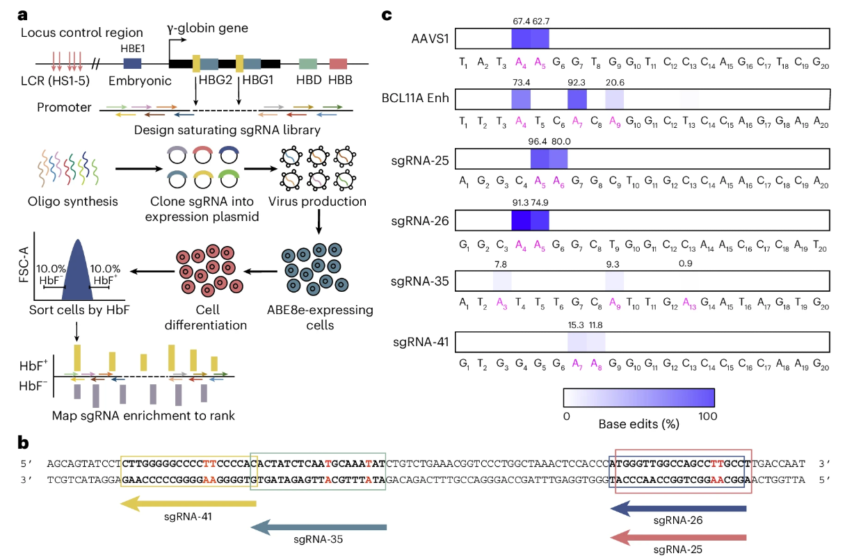通过HUDEP-2细胞株筛选高通量sgRNA