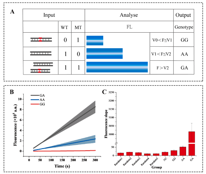 分型策略、动力学曲线与特异性验证