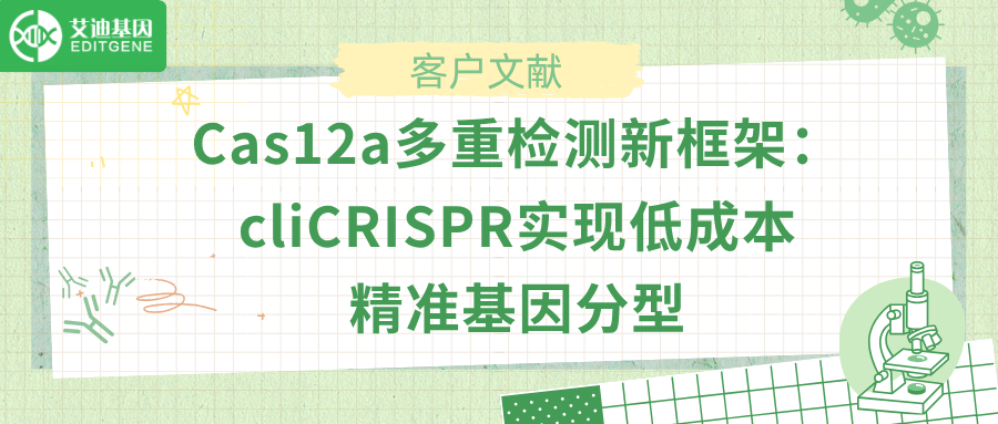 Cas12a多重检测新框架：cliCRISPR实现低成本精准基因分型