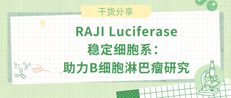 RAJI Luciferase 稳定细胞系:助力B细胞淋巴瘤研究