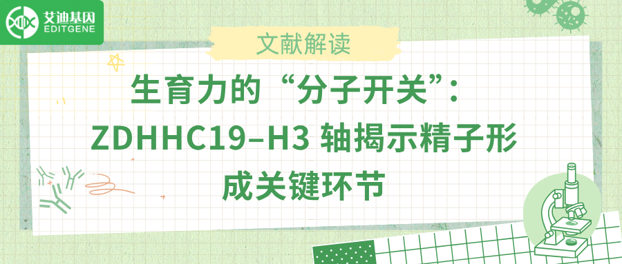 生育力的“分子开关”：ZDHHC19–H3 轴揭示精子形成关键环节