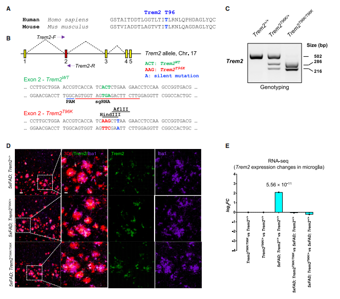 Generation of TREM2-T96K knock-in mice and verification of total TREM2 RNA expression levels