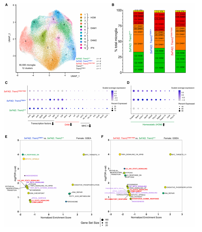 T96K Blocks Microglial Transition to Disease-Associated States