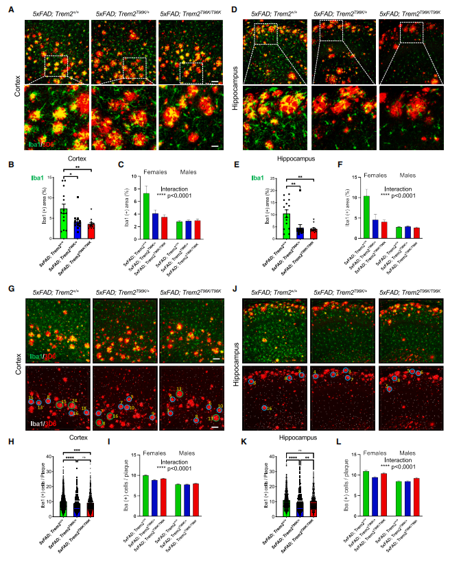 Functional assessment and sex-specific effects of T96K mutant microglia