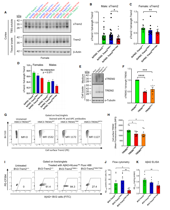 Molecular validation of sTREM2 levels and Aβ clearance function