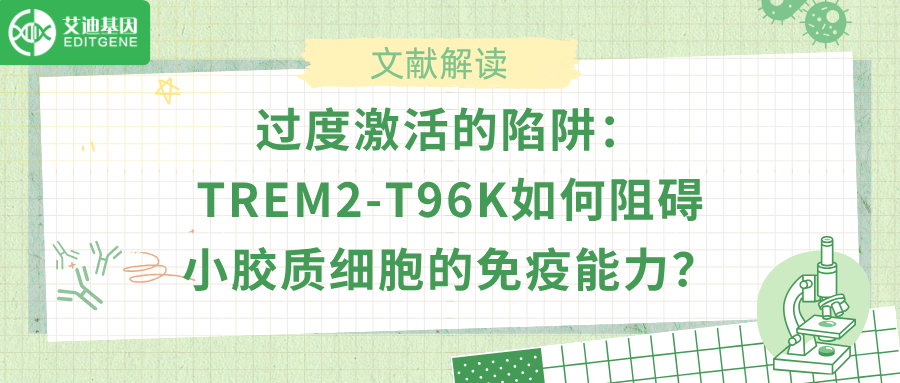 TREM2-T96K的性别特异性效应：为何女性小胶质细胞更脆弱？