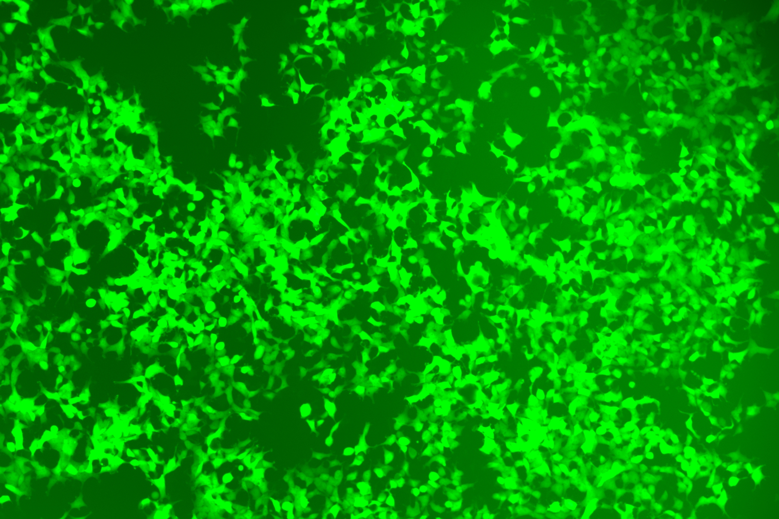 加药后293T细胞中敲入GFP的效率