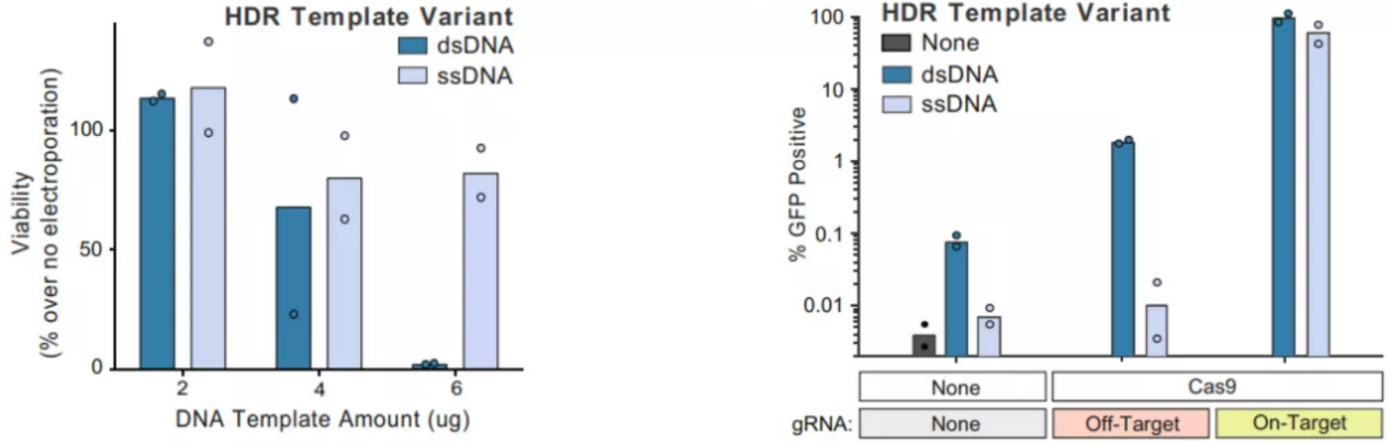 Comparison of dsDNA and ssDNA donor templates in terms of cytotoxicity and random integration