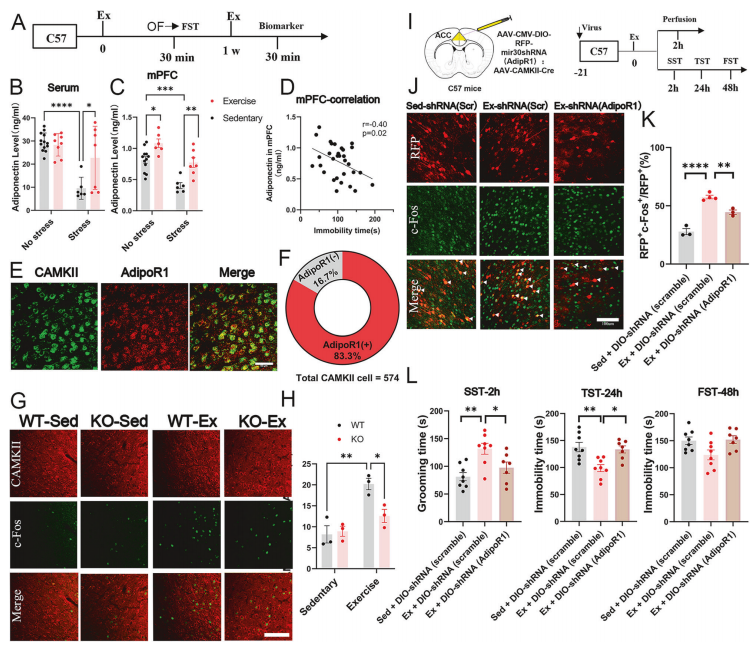 Confirmation that adiponectin acts on ACC CaMKII⁺ neurons via its receptor adipoR1