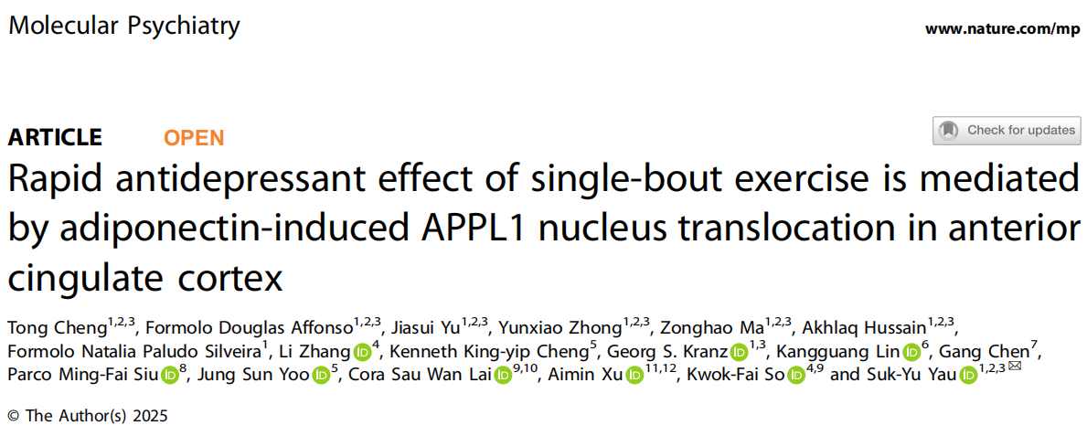 Rapid antidepressant effect of single-bout exercise is mediated by adiponectin-induced APPL1 nucleus translocation in anterior cingulate cortex