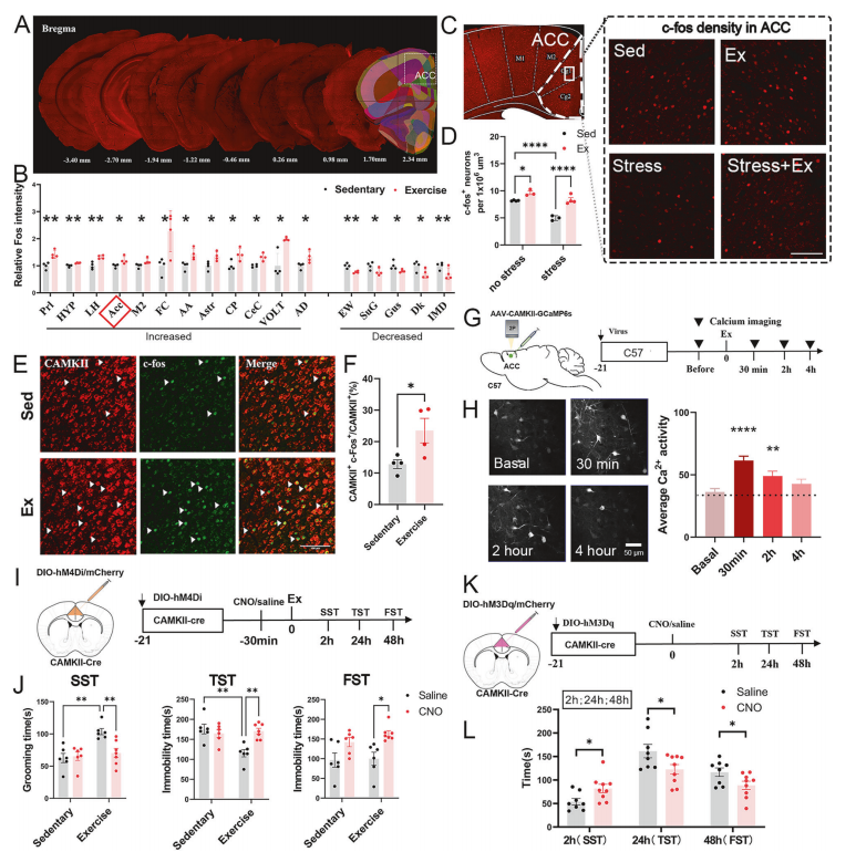 Causal link between ACC CaMKII⁺ neuron activation and antidepressant effects