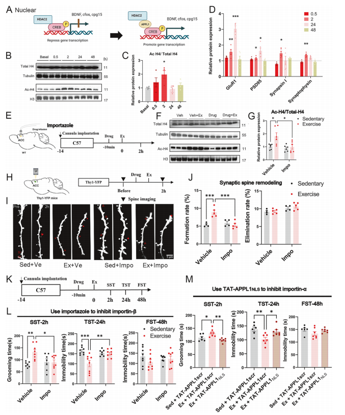  Exercise-induced changes in microglial state distribution in female mice