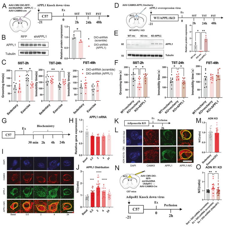 Downstream adapter protein APPL1 translocates into the nucleus following adipoR1 activation