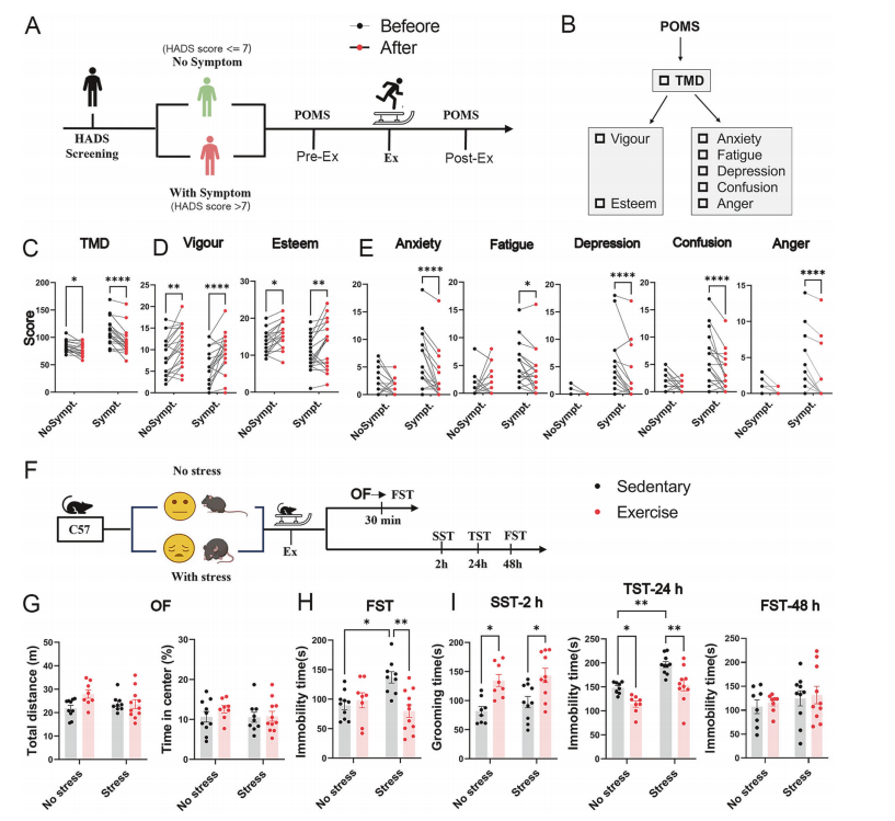  Validation of the antidepressant effect of exercise from clinical subjects to mouse models
