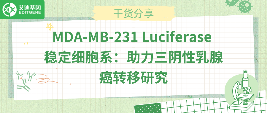 MDA-MB-231 Luciferase 稳定细胞系：助力三阴性乳腺癌转移研究