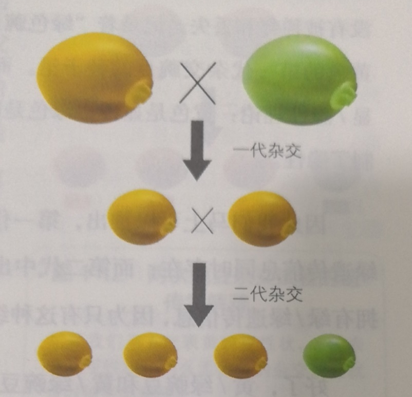 第二次豌豆杂交实验结果