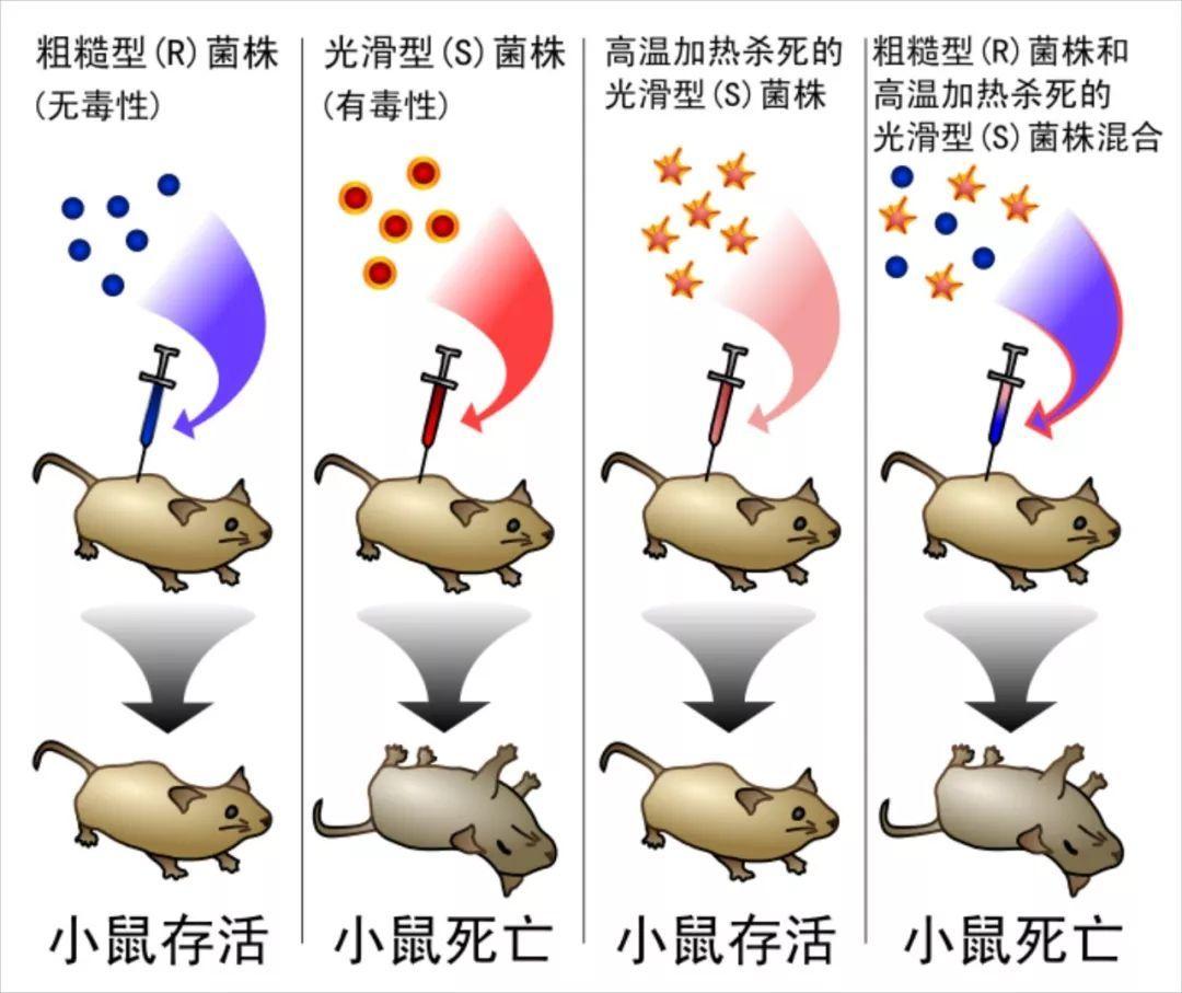 格里菲斯的肺炎链球菌转化试验