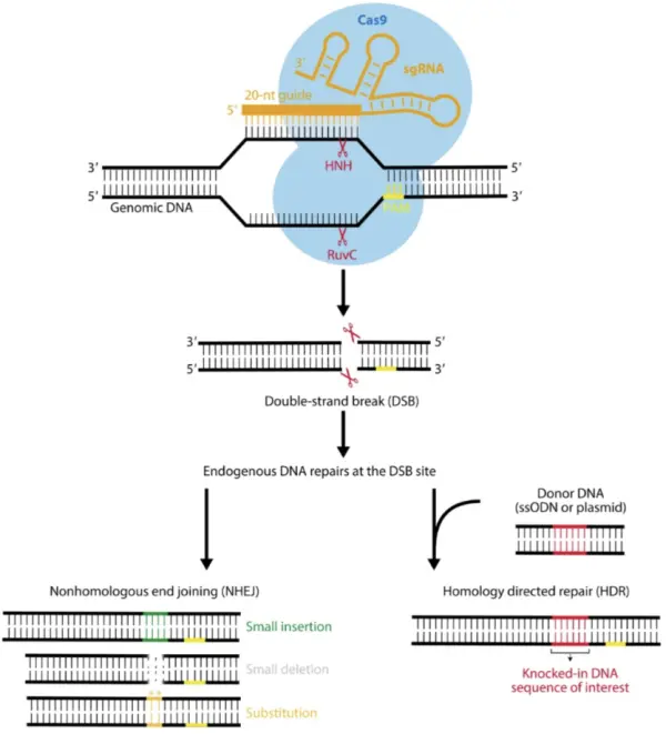 cas9作用机制