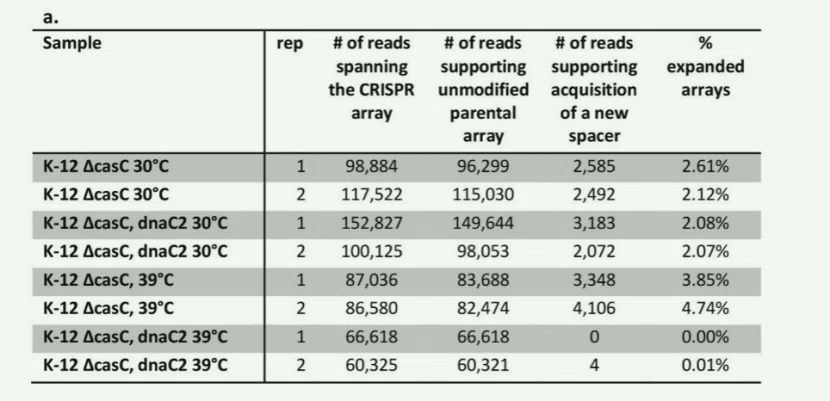 DNA的复制促进CRISPR系统适应的验证实验二