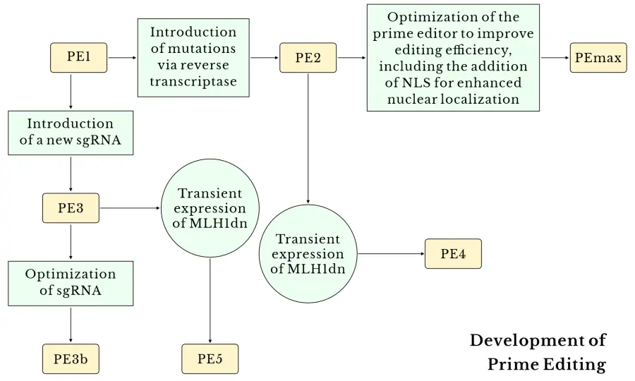 Development of Prime Editing