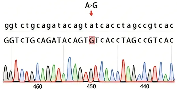 Sanger sequencing result of a point mutation&ndash;positive single-cell clone