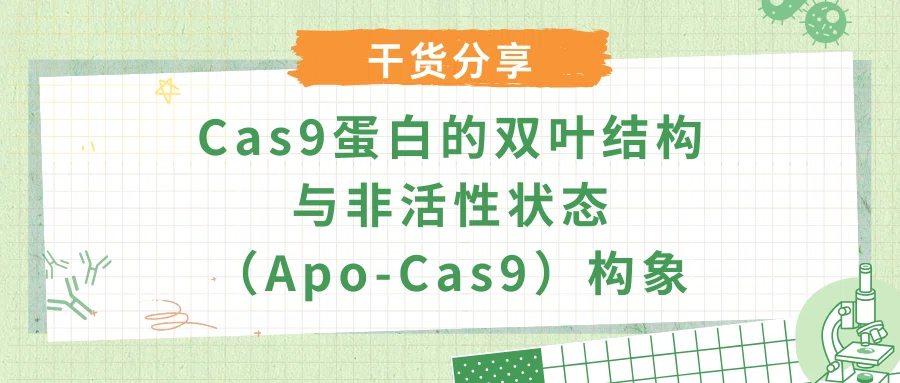 【干货分享】Cas9蛋白的双叶结构与非活性状态（Apo-Cas9）构象