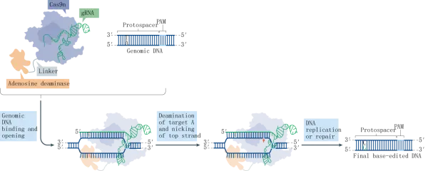 Conversion of AT base pairs to GC base pairs