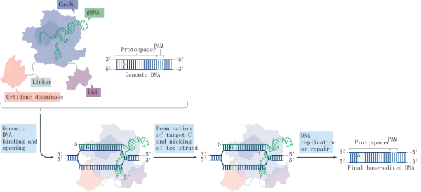 APOBEC1-XTEN-nCas9-UGI