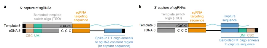 Direct capture PerturbSeq