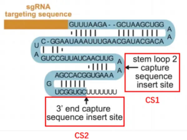 Direct capture PerturbSeq
