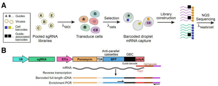 Perturb-Seq