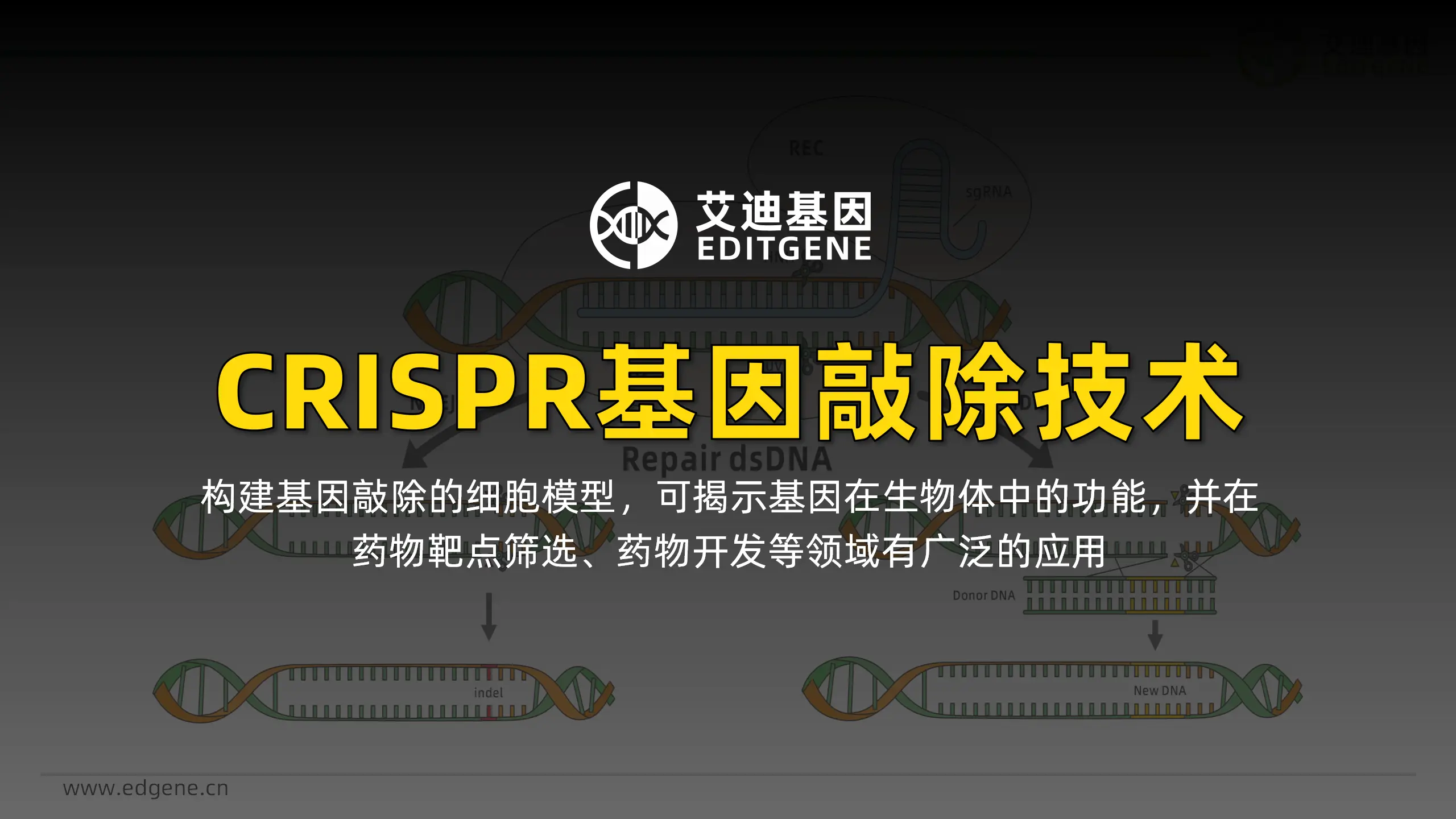 实现近100%的敲除率？基因敲除这样做
