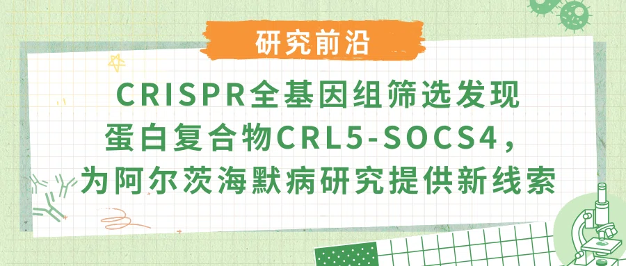 CRISPR全基因组筛选发现蛋白复合物CRL5-SOCS4，为阿尔茨海默病研究提供新线索