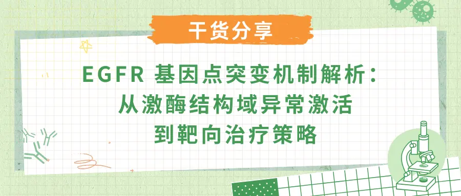 EGFR 基因点突变机制解析：从激酶结构域异常激活到靶向治疗策略