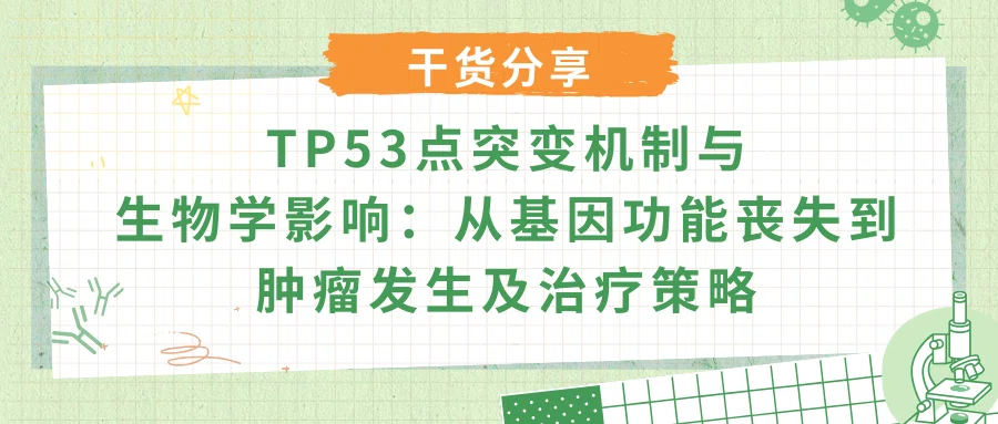 TP53点突变机制与生物学影响：从基因功能丧失到肿瘤发生及治疗策略