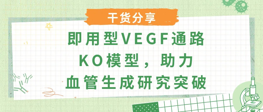 即用型VEGF通路KO模型，助力血管生成研究突破