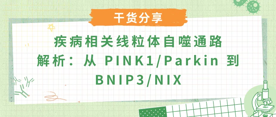 疾病中的线粒体自噬机制：PINK1/Parkin 与 BNIP3/NIX 通路