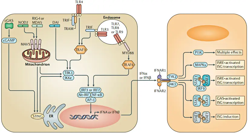 McNab et al., Nature Reviews Immunology, 2015