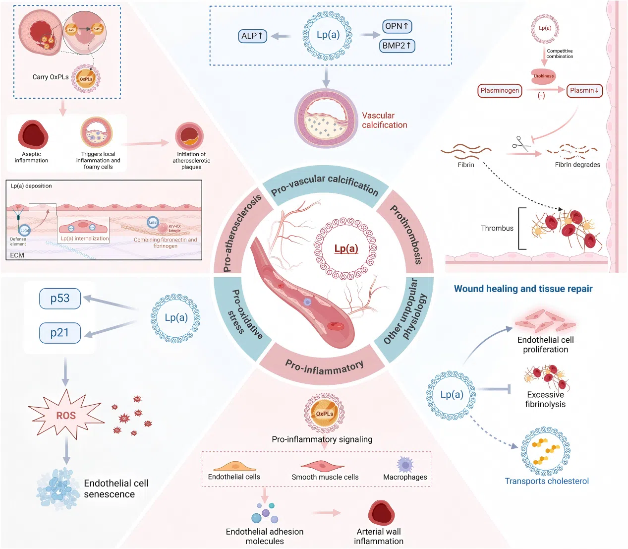Lipoprotein(a) 与泛血管疾病：Lp(a) 的病理生理机制
